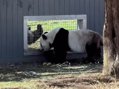 Pandas enviados da China para os EUA foram flagrados ‘flertando’ pela janela, um marco importante para espécies adoráveis