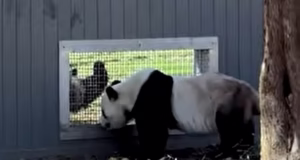 Pandas enviados da China para os EUA foram flagrados ‘flertando’ pela janela, um marco importante para espécies adoráveis