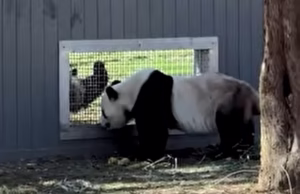 Pandas enviados da China para os EUA foram flagrados ‘flertando’ pela janela, um marco importante para espécies adoráveis