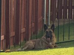 Confusos pastores alemães são abandonados em uma rua movimentada por um dono cruel antes de esperarem lealmente em vão pelo seu retorno.