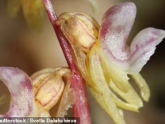 Um ano florido para flores de cerejeira! Cientistas revelam como a recente ‘chicotada climática’ proporcionou condições ideais para a floração