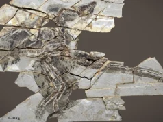 Esses dinossauros tinham asas, mas não podiam voar