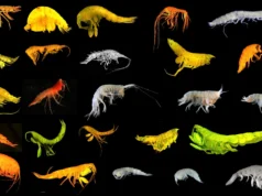 24 novas espécies encontradas no fundo do mar, incluindo um novo ramo de vida raro