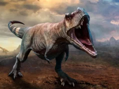 O T. rex levou 40 anos para atingir o tamanho máximo, descobriu o estudo