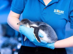 Esperança para os pinguins do Aquário de Londres ‘presos no porão sem luz solar ou ar fresco’