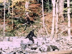 Oito avistamentos de ‘Pé Grande’ em quatro dias: relatos de besta de 3 metros de comprimento rugindo