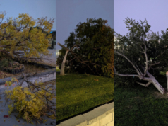 Estudante do ensino médio de Dublin é preso por supostamente cortar 8 árvores no campus