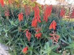 Aloe vera está agora em flor. Aqui está o que você deve saber sobre suas variedades