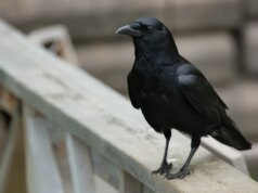 Por que os corvos cantam sobre uma parede recém-pintada na Alameda?