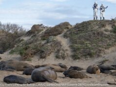 Pesquisadores monitoram de perto o surto de gripe aviária em elefantes marinhos no Parque Estadual Año Nuevo – The Mercury News