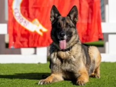 A base militar do condado de San Diego não oferece cuidados adequados para cães