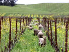 Baixa neve acumulada e altas temperaturas preocupam cientistas e agricultores da Califórnia