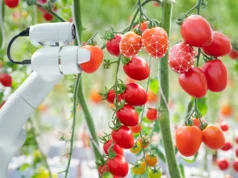 Robô alimentado por IA aprende como cortar tomates com mais eficiência