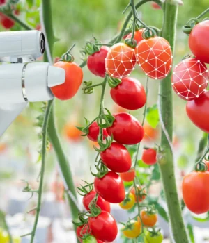 ai-robot-harvesting-tomatoes.webp.webp