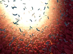 Cientistas do MIT descobriram proteínas intestinais que prendem e matam bactérias perigosas