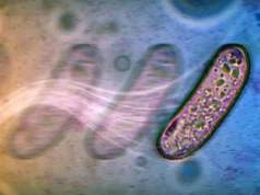 Surpreendente nova maneira como as bactérias se espalham sem hélices
