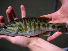 DNA revela duas novas espécies de bass escondidas à vista de todos