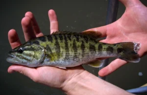 DNA revela duas novas espécies de bass escondidas à vista de todos