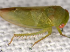 Cientistas descobriram sete estranhos insetos parecidos com sapos escondidos na floresta tropical de Uganda