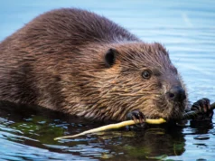 Castores tornam os rios poderosos sumidouros de carbono