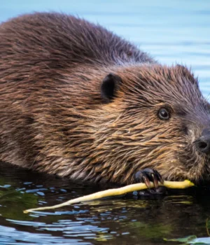 beaver-stick-close-up.webp.webp