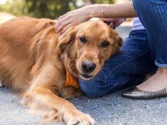 12 melhores brinquedos Nylabone – The Mercury News