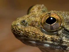 Cientistas descobrem espécies escondidas entre os “rãs com presas” de Bornéu