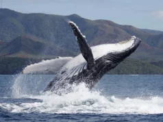 A recuperação da baleia jubarte está mudando quem cria os filhotes