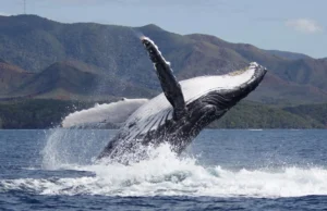 A recuperação da baleia jubarte está mudando quem cria os filhotes