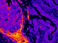 Os metabólitos secretados atuam dentro do núcleo da célula