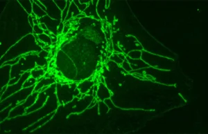 Uma molécula “espelho” pode matar de fome as células cancerígenas sem prejudicar as células saudáveis