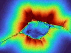 As células podem sentir distâncias 10 vezes maiores do que o esperado e isso pode explicar a propagação do câncer