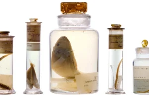 Cientistas olharam dentro dos frascos de amostras de 200 anos de Darwin sem abri-los