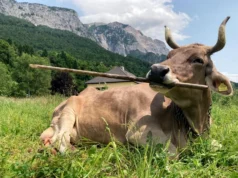 Esta vaca usa ferramentas como um primata – e os cientistas ficam chocados