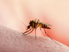 Os cientistas descobriram uma proteína sem a qual o parasita da malária não pode sobreviver