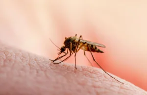 Os cientistas descobriram uma proteína sem a qual o parasita da malária não pode sobreviver