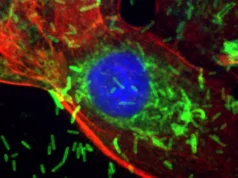 Bactérias que causam doenças gengivais estão ligadas ao crescimento e disseminação do câncer de mama