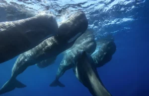 Cachalotes foram flagrados pela câmera dando cabeçadas uns nos outros pela primeira vez