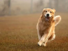 O gene do golden retriever está associado à ansiedade, agressão e inteligência em humanos