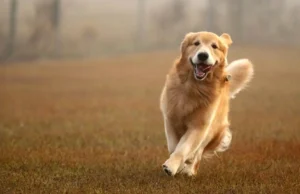 O gene do golden retriever está associado à ansiedade, agressão e inteligência em humanos