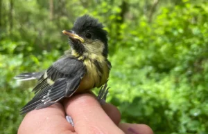 60 anos de pesquisa mostram que condições climáticas extremas estão afetando fortemente os filhotes