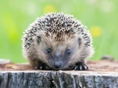 Os cientistas descobriram que os ouriços podem ouvir o ultrassom e isso pode salvá-los dos carros