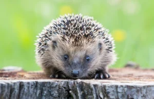 Os cientistas descobriram que os ouriços podem ouvir o ultrassom e isso pode salvá-los dos carros