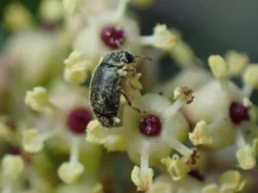 Cientistas descobrem um pacto secreto entre uma planta e um inseto