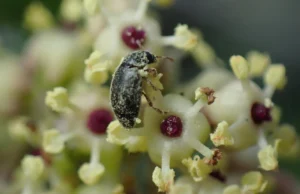 Cientistas descobrem um pacto secreto entre uma planta e um inseto