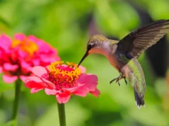 Cientistas acabam de descobrir que abelhas e beija-flores bebem álcool