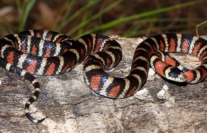 Para cada espécie de vertebrado conhecida, mais duas podem estar escondidas à vista de todos