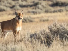 Lobos estão roubando as mortes de puma de Yellowstone, segundo estudo