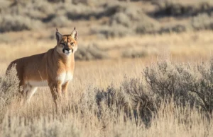 Lobos estão roubando as mortes de puma de Yellowstone, segundo estudo