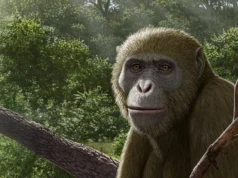 Cientistas dizem que estamos procurando no lugar errado as origens humanas